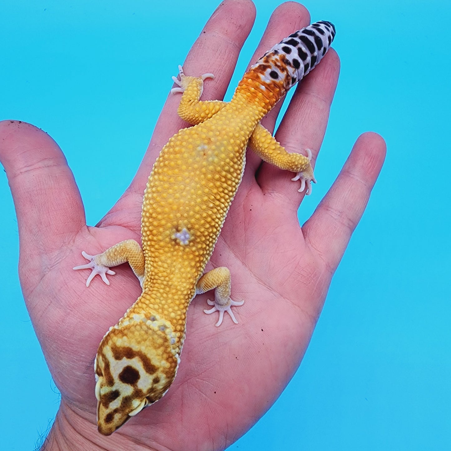 Male Hypo Mandarin Turcmenicus Carrot Tail