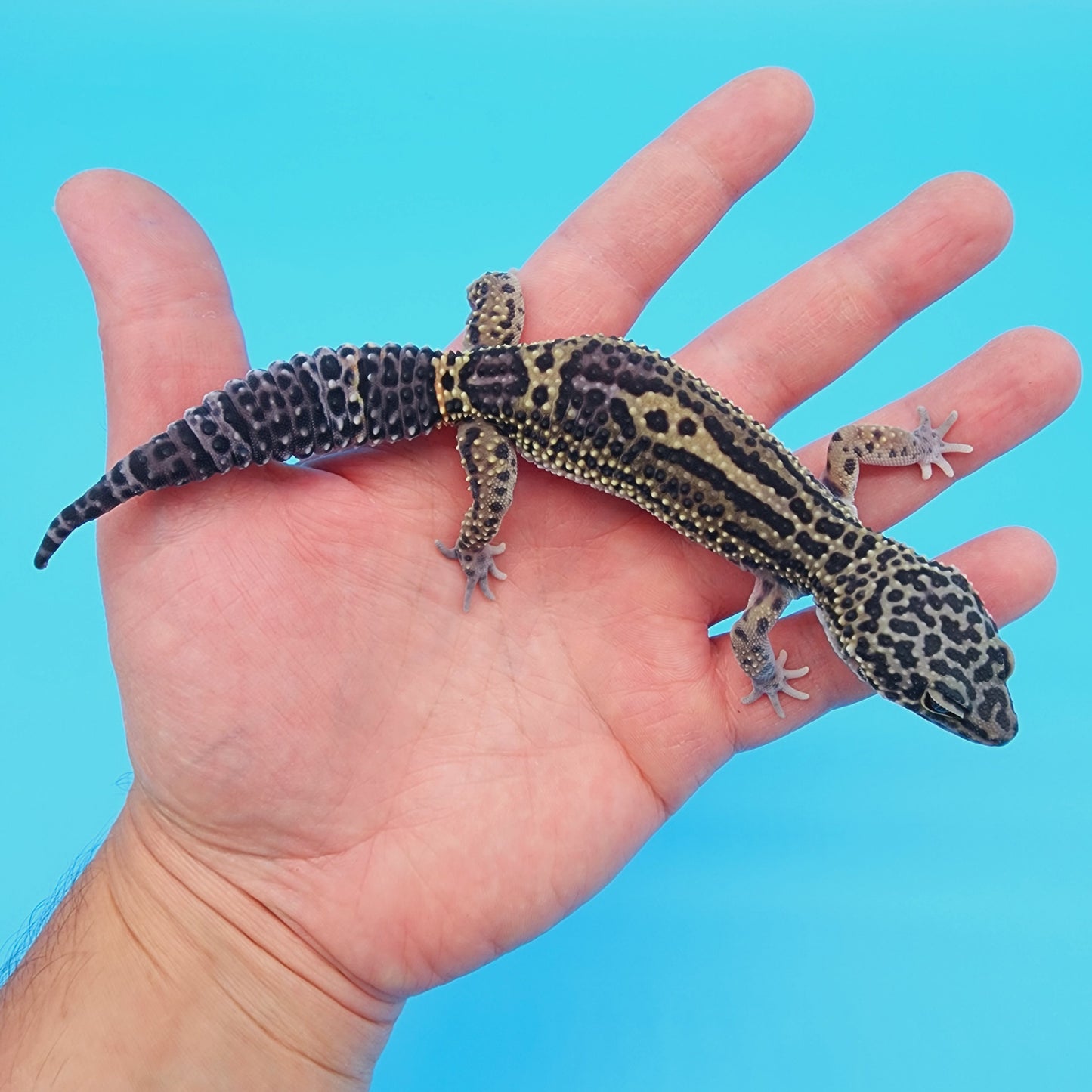 Female 50% Black Night