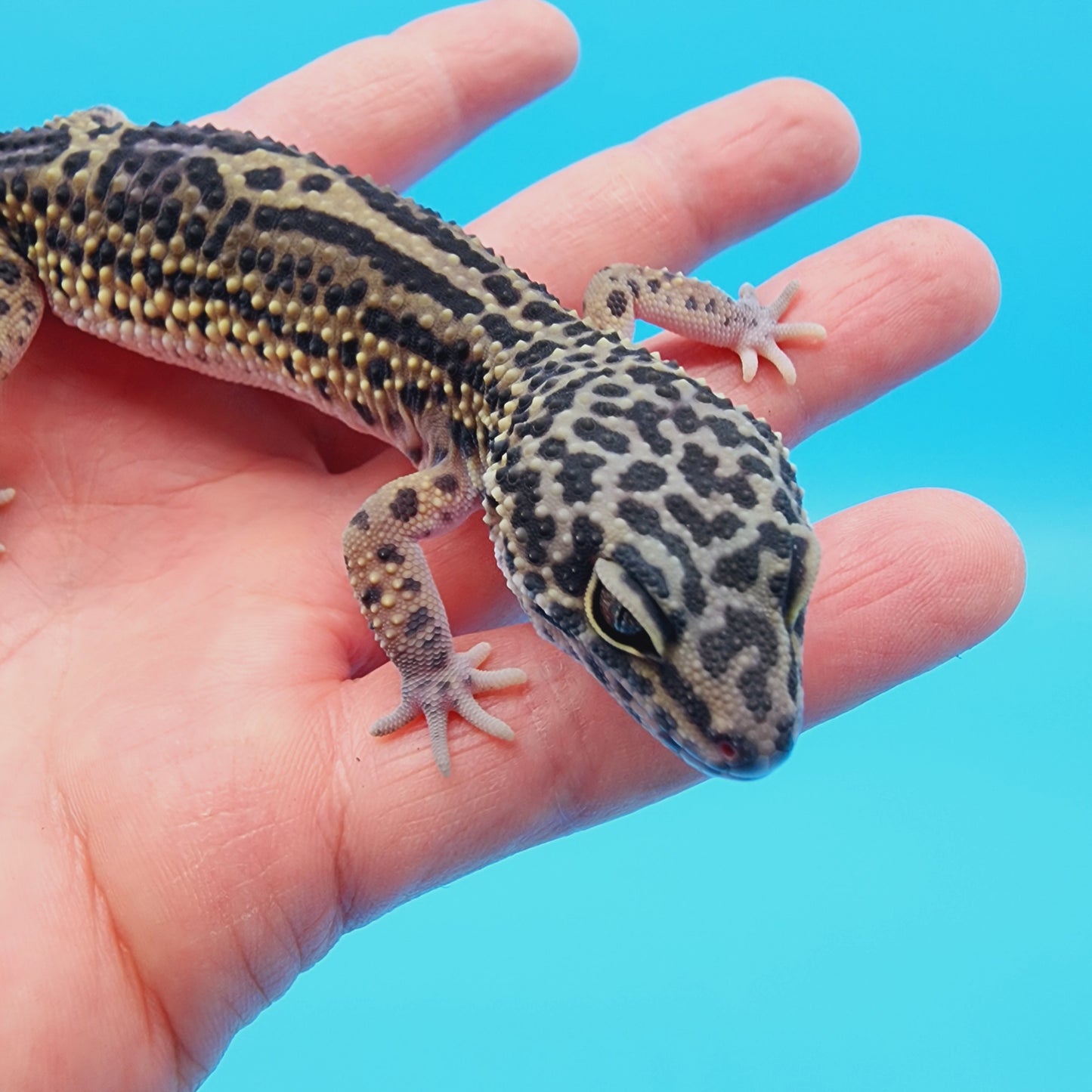 Female 50% Black Night