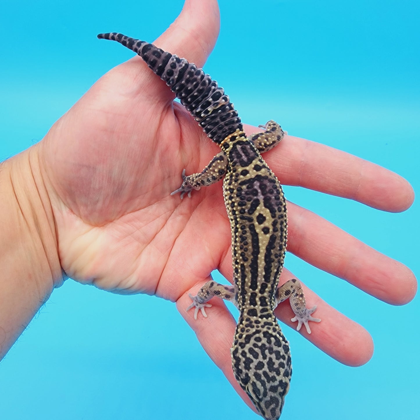 Female 50% Black Night
