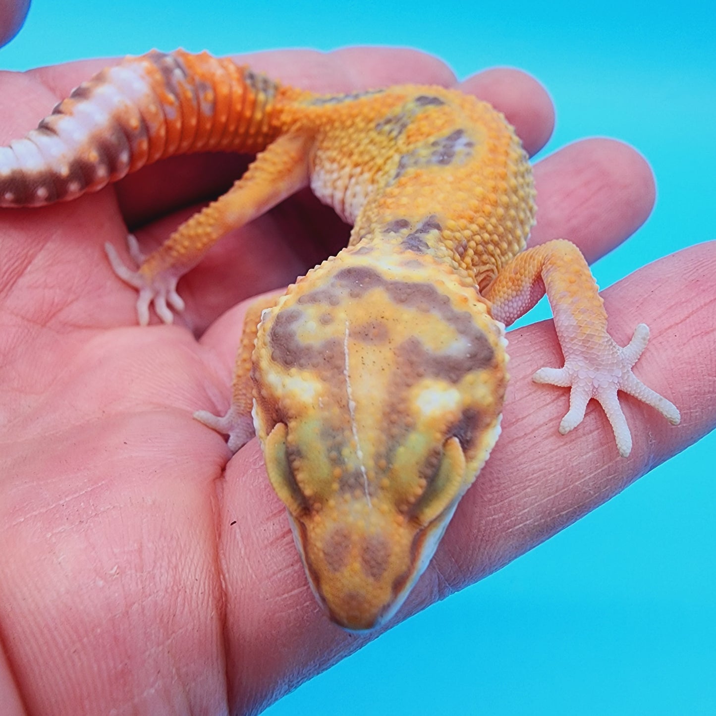 Mandarin Inferno Tremper Albino Jungle Emerine (unsexed)