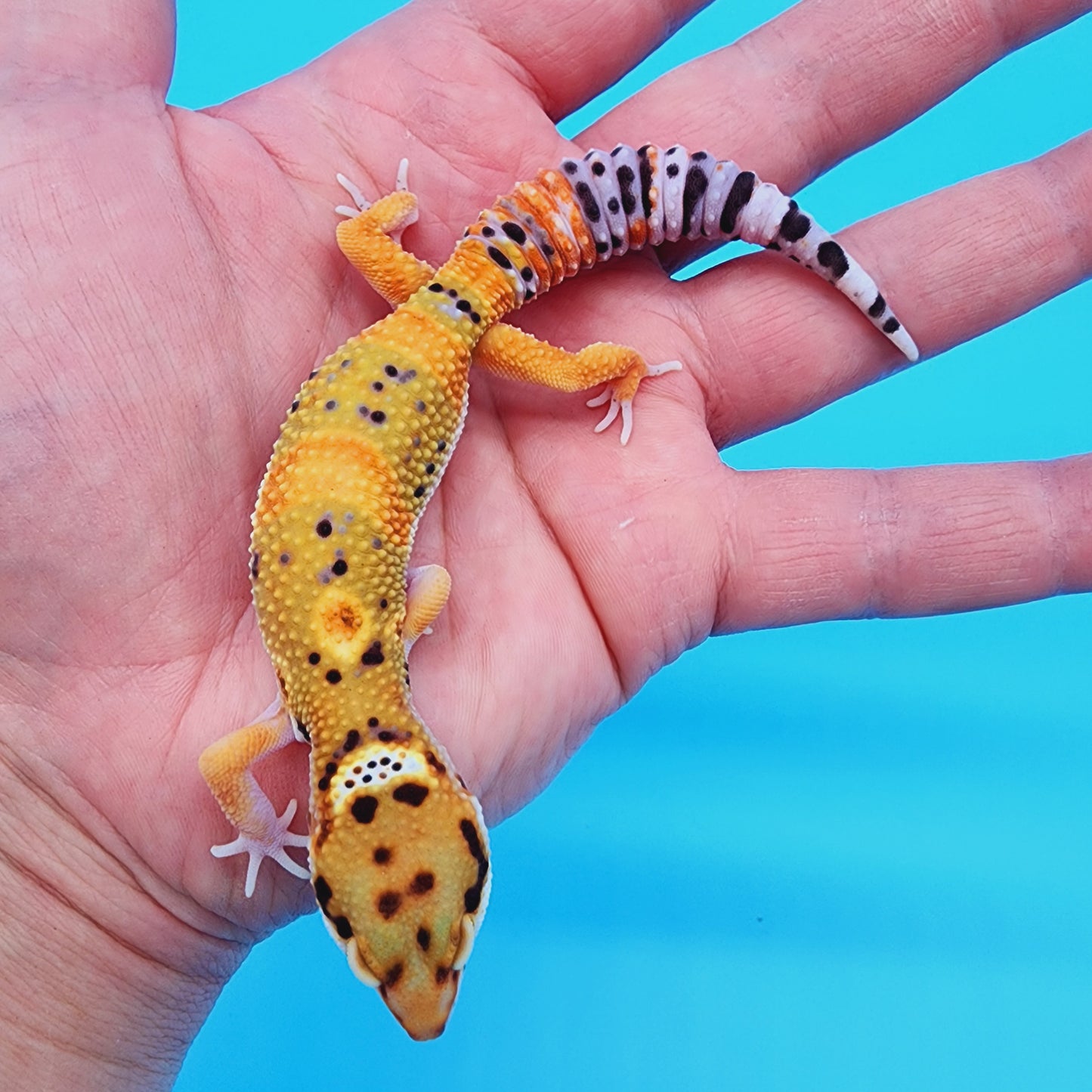 Male GIANT Blood Clown Emerine 100% het RADAR