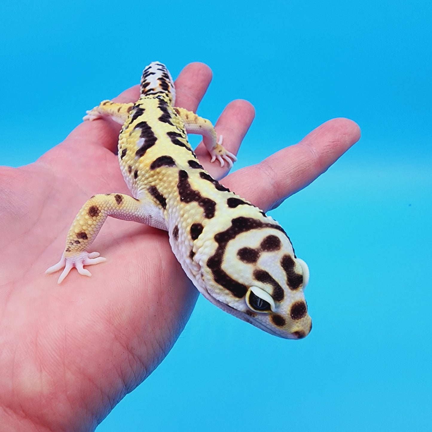Male Highlighter Bold Stripe Halloween Mask Bandit