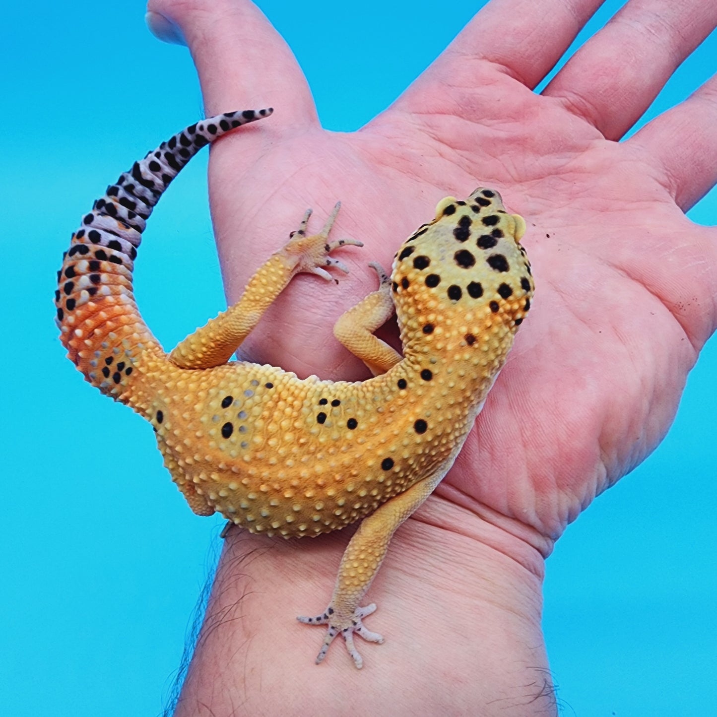 Female Super Giant Blood Emerine (pet short torso)