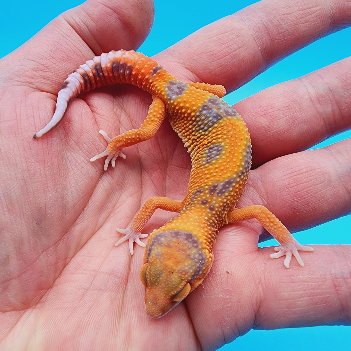 Unsexed Mandarin Inferno Tremper Albino