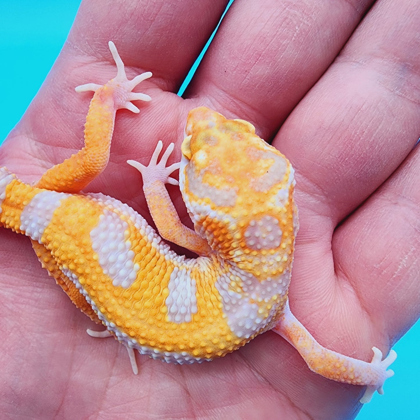 Male Red Diamond Mandarin Inferno Tremper Albino