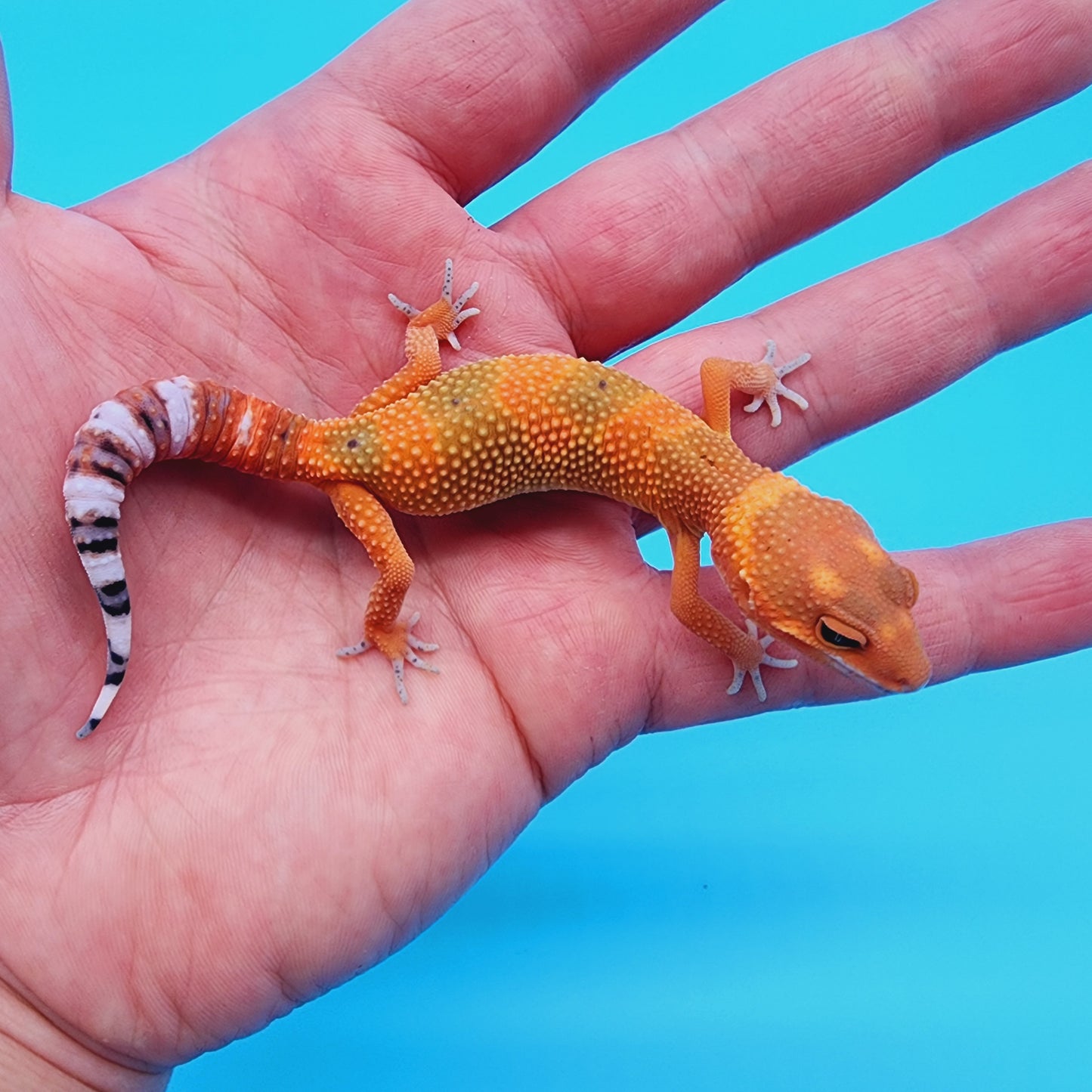 Unsexed Mandarin Inferno 100% het Tremper Albino