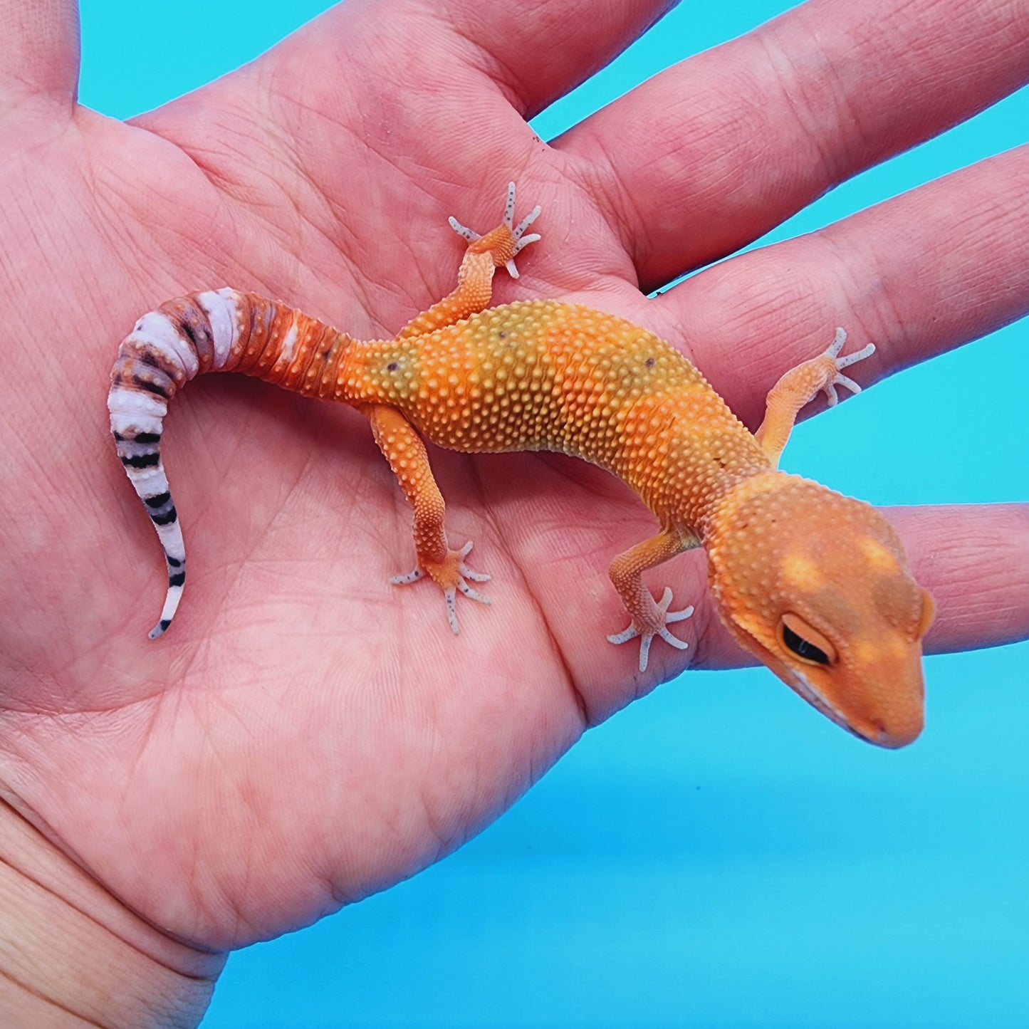 Unsexed Mandarin Inferno 100% het Tremper Albino