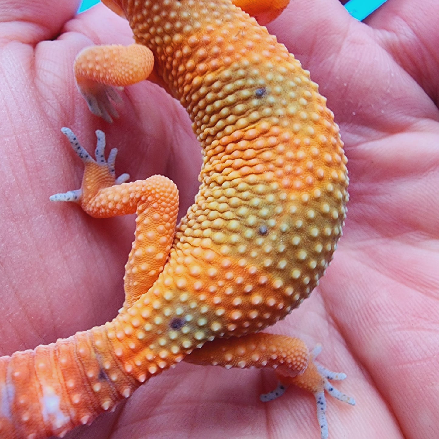 Unsexed Mandarin Inferno 100% het Tremper Albino