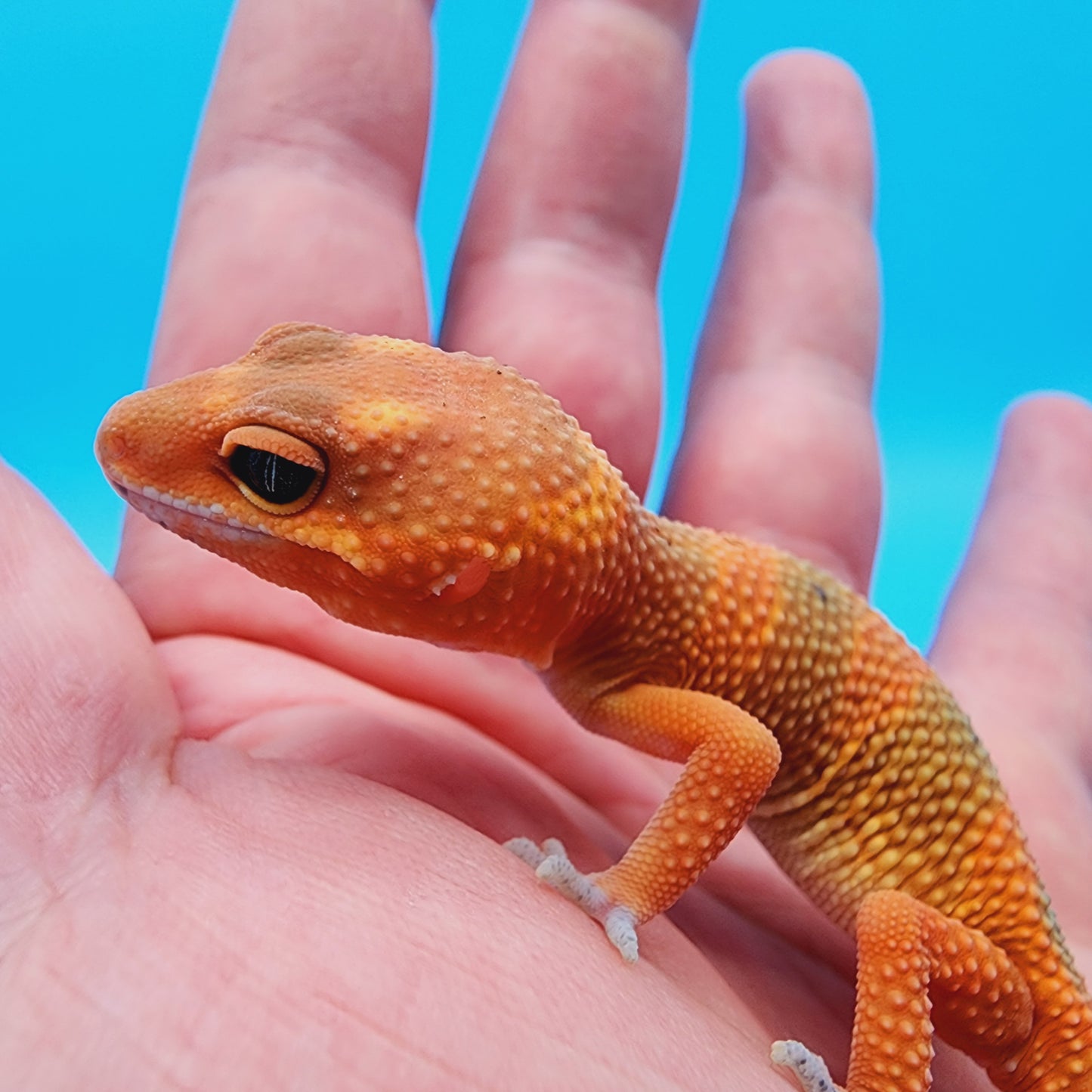 Unsexed Mandarin Inferno 100% het Tremper Albino
