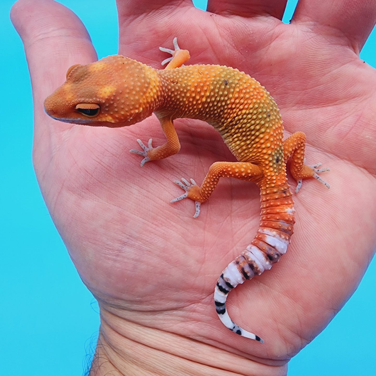 Unsexed Mandarin Inferno 100% het Tremper Albino