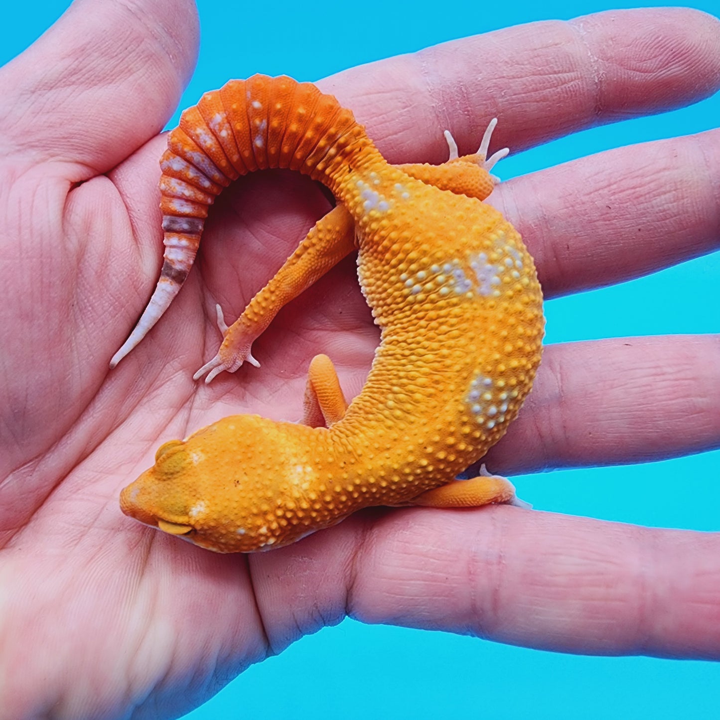 Unsexed Mandarin Inferno Tremper Albino