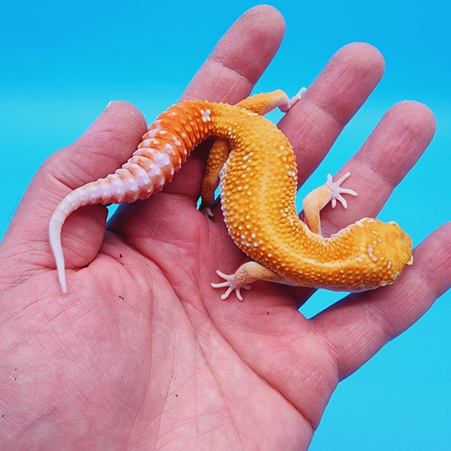 Male Red Diamond Mandarin Inferno Tremper Albino
