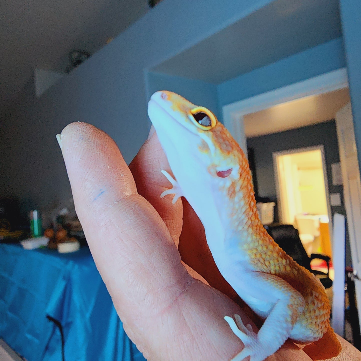 Male Red Diamond Mandarin Inferno Reverse-Stripe RAPTOR (snake eyes)