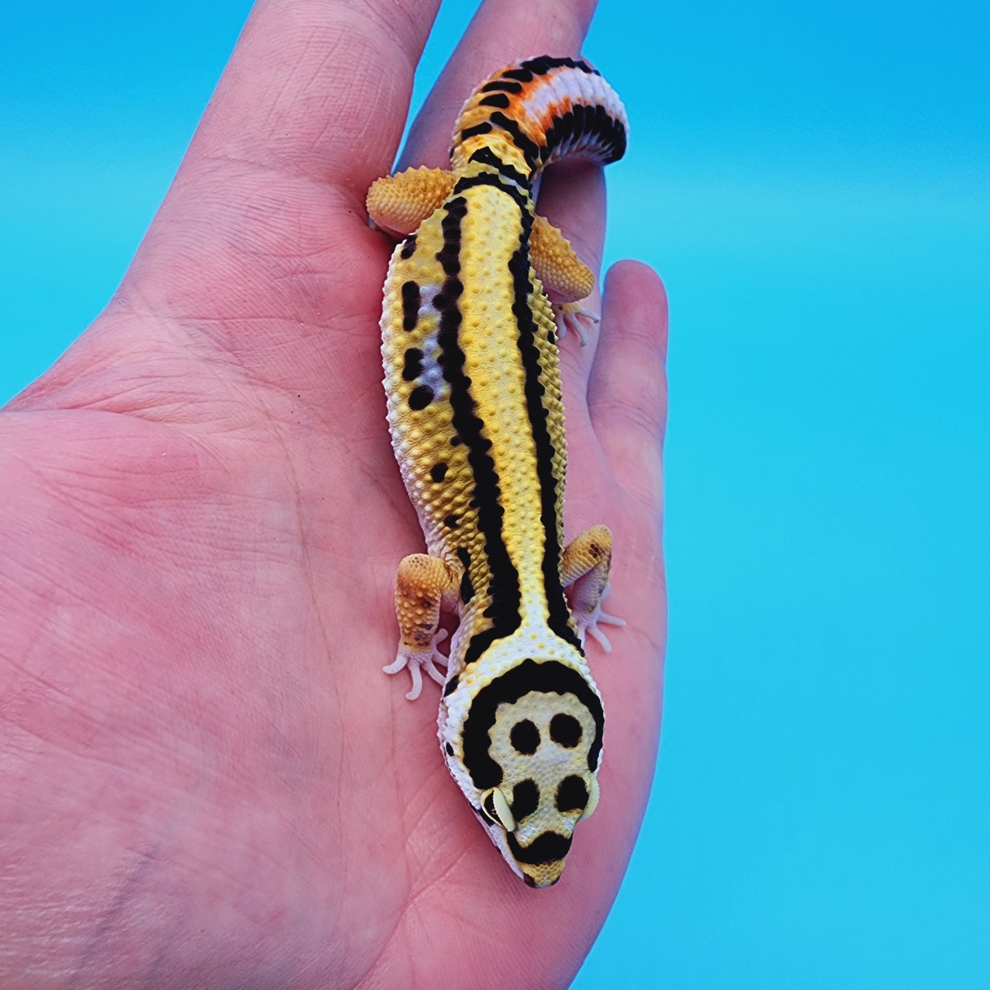 Unsexed Firebold x Thick Bold Stripe Cross 100% het Tremper Albino Halloween Mask Bandit