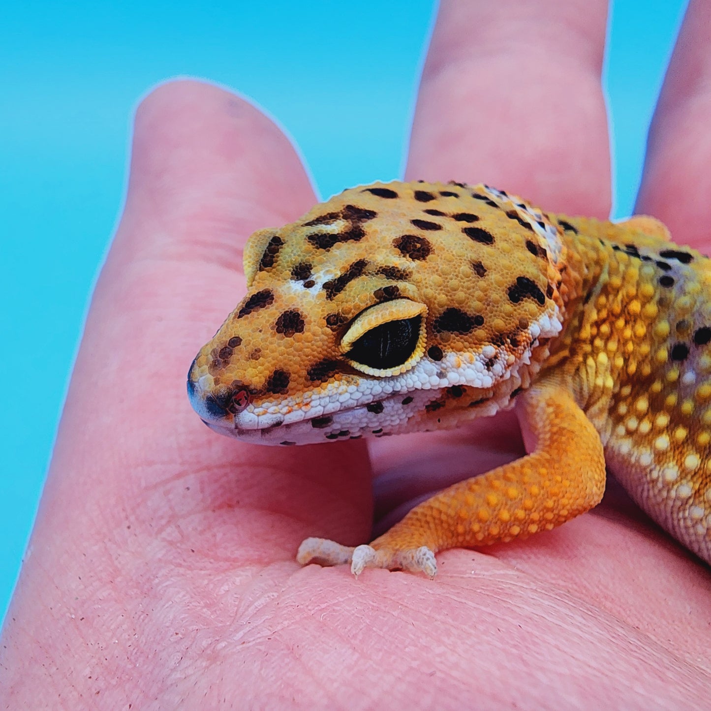 Unsexed Tangerine Tornado Afghanicus Cross possible Mack Snow