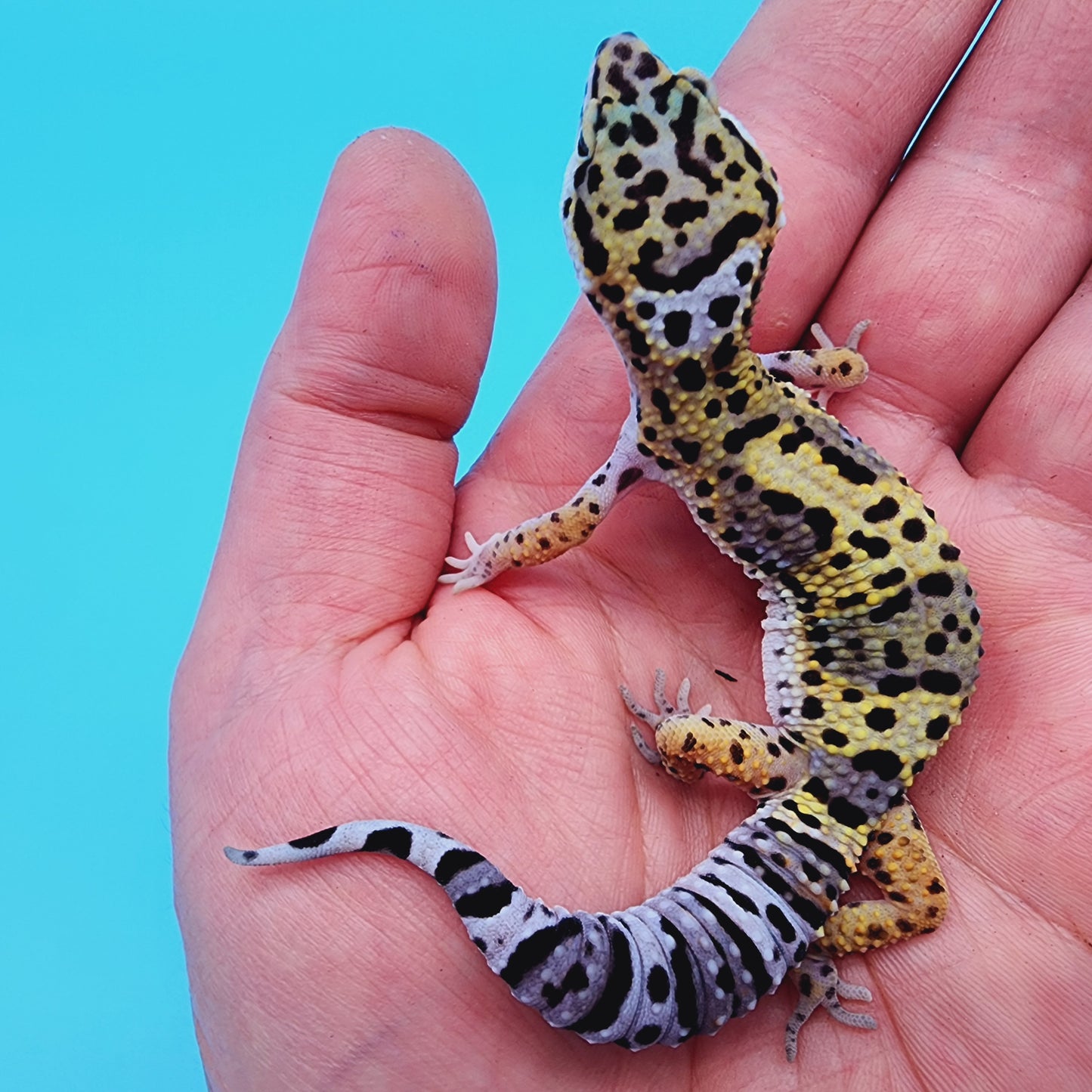 Female Tangerine Tornado Afghanicus Cross possible Mack Snow
