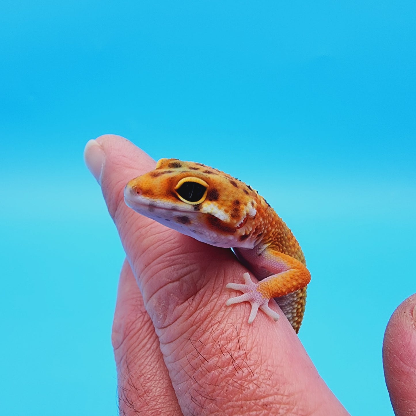 Unsexed Inferno Bold Emerine Jungle (*nicer in person!*)