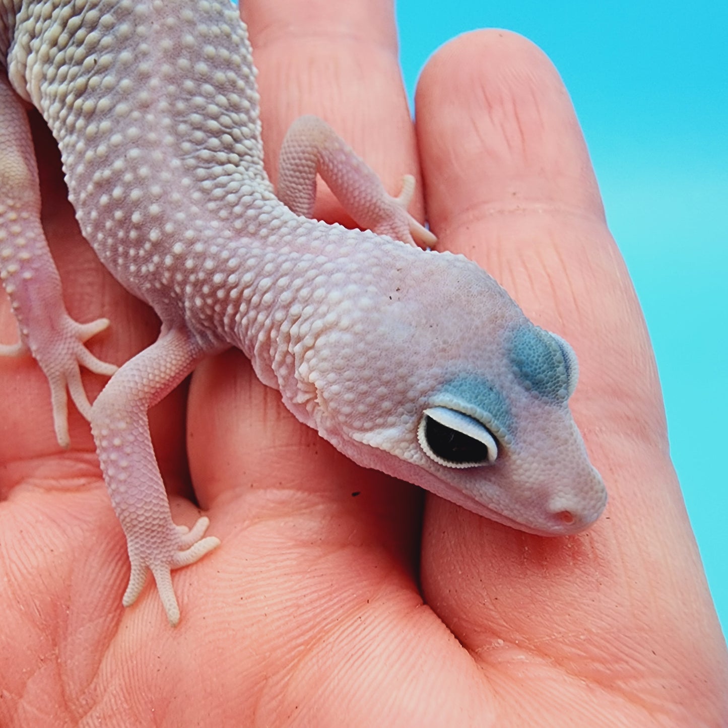 Unsexed Afghanicus Blizzard possible Mack Snow 100% Het Diablo Blanco