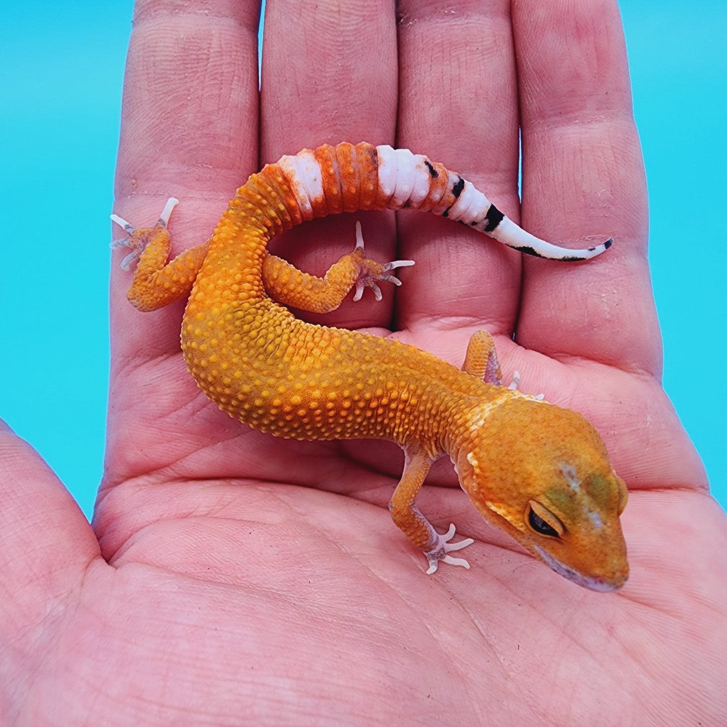 Unsexed Super Hypo Mandarin Inferno Eclipse 100% Het Tremper Albino