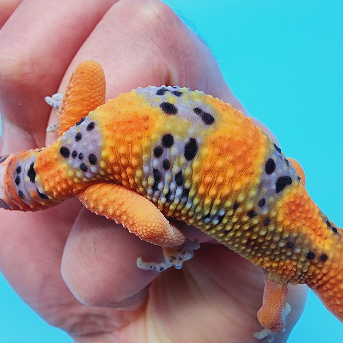 Unsexed Fire Mandarin Inferno Jungle Bold (*MUCH nicer in person!*)