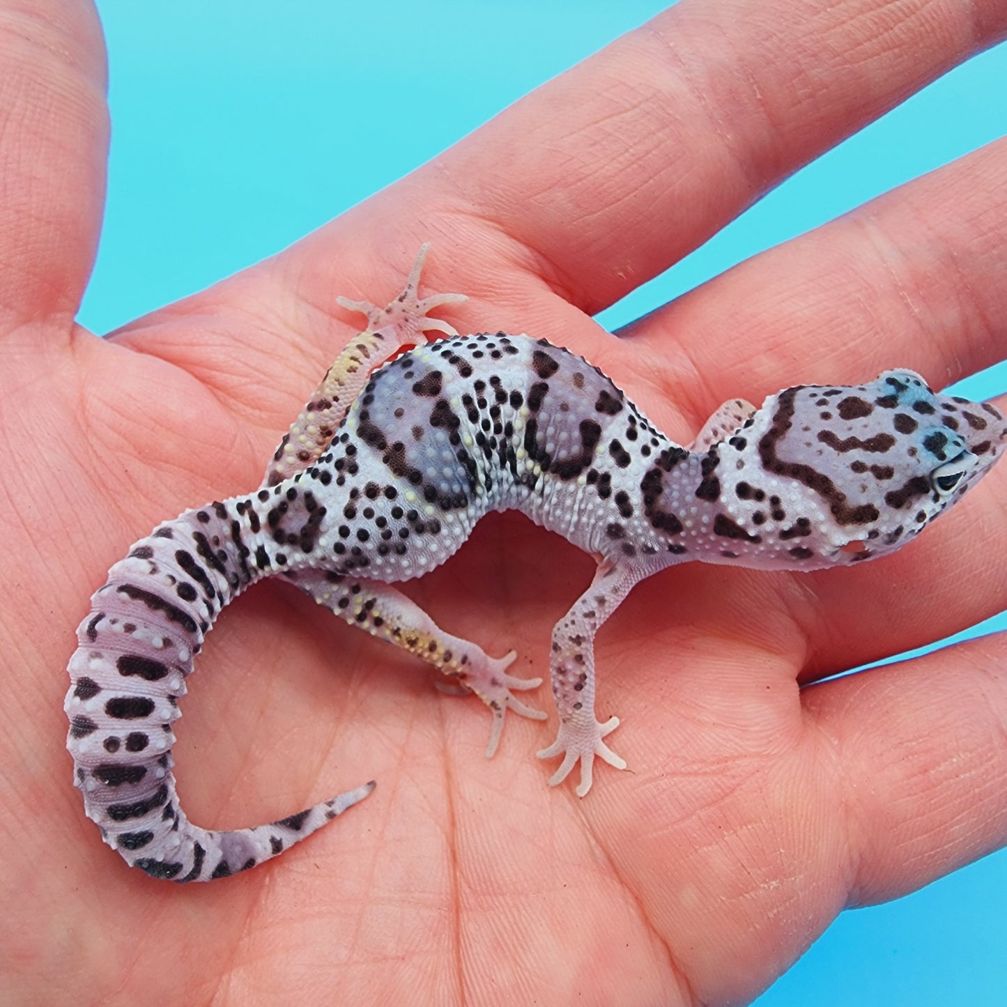 Unsexed Mr. FREEZE Fasciolatus Turcmenicus Mack Snow 100% het Eclipse