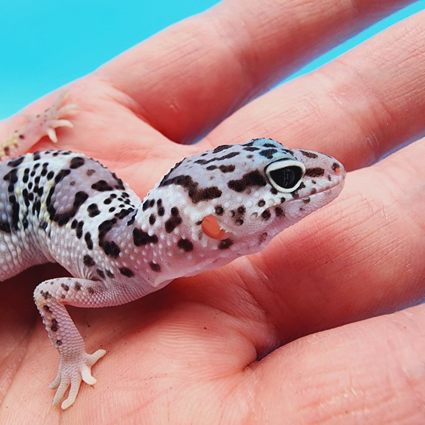 Unsexed Mr. FREEZE Fasciolatus Turcmenicus Mack Snow 100% het Eclipse