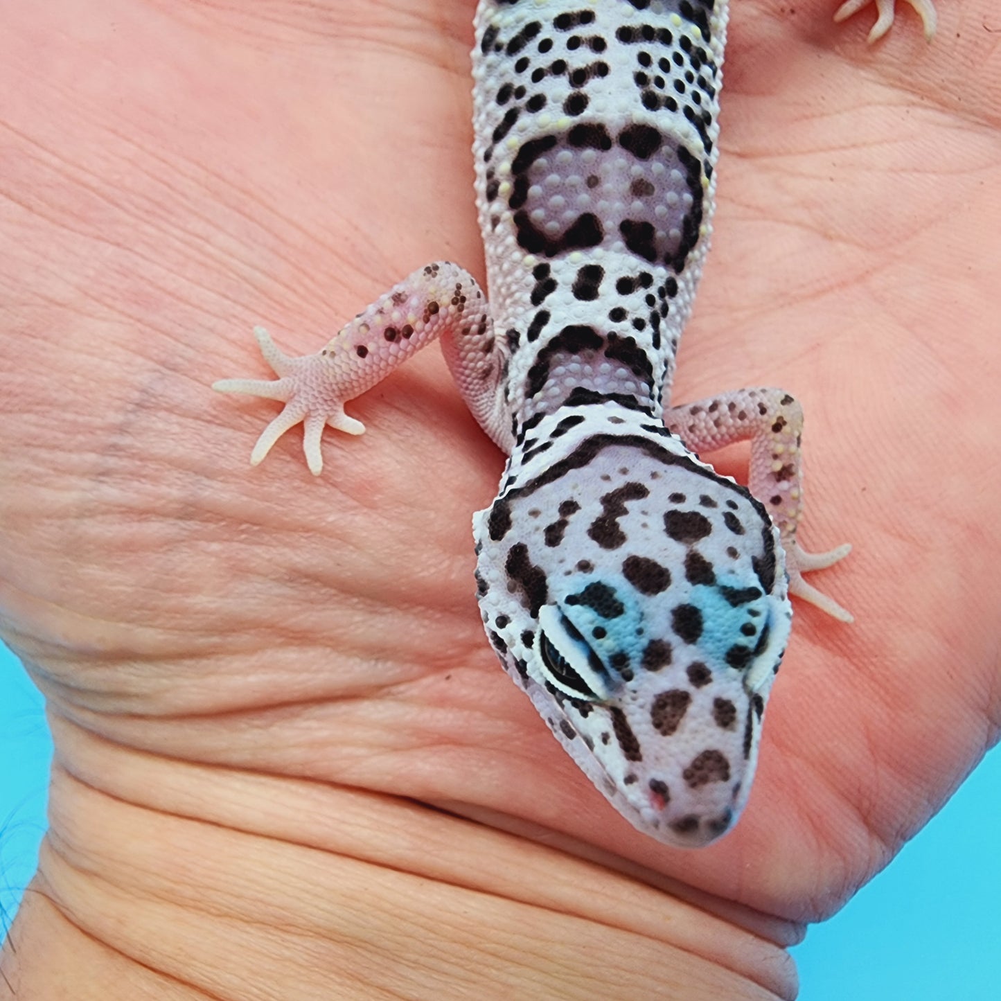 Unsexed Mr. FREEZE Fasciolatus Turcmenicus Mack Snow 100% het Eclipse