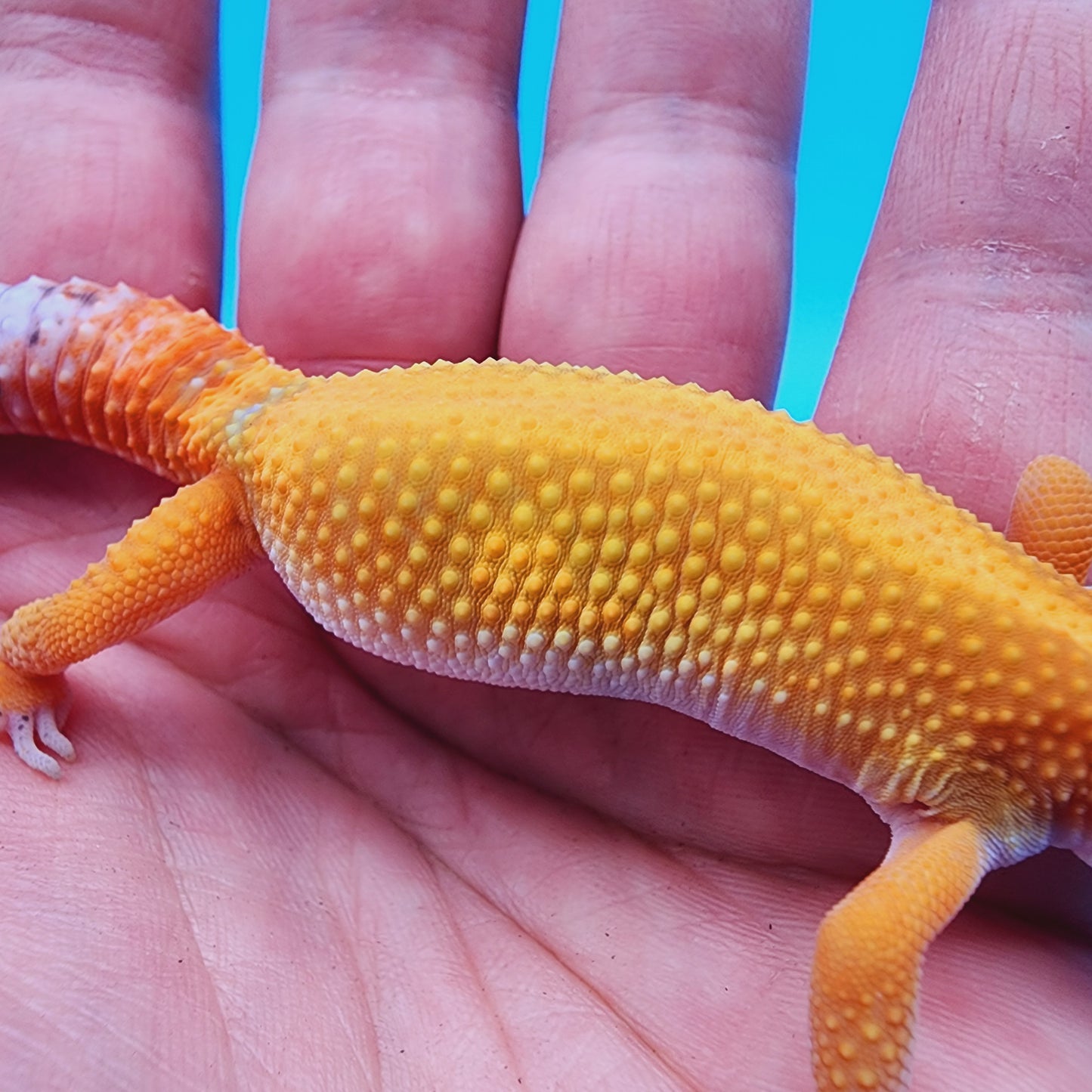 Unsexed Mandarin Inferno Hyper Xanthic Bold