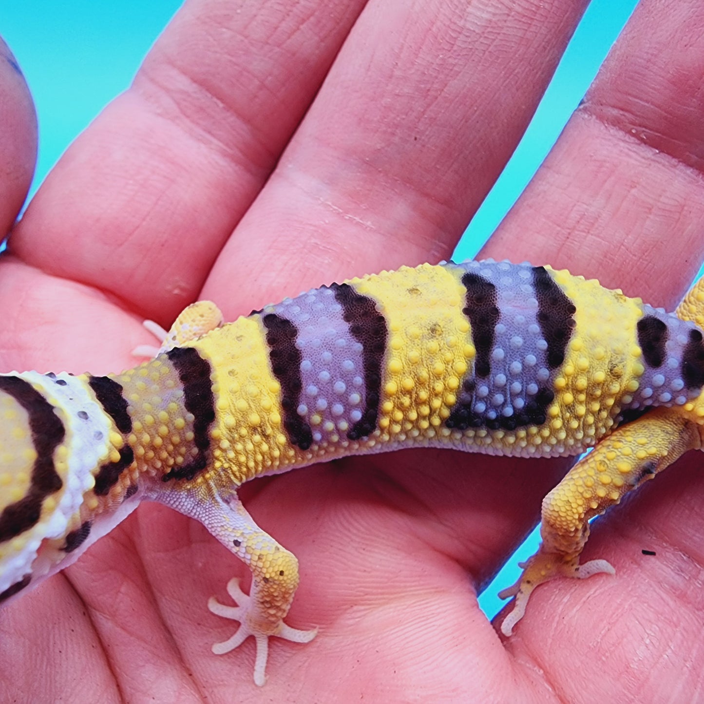 Unsexed Bumblebee Bandit possible W&Y