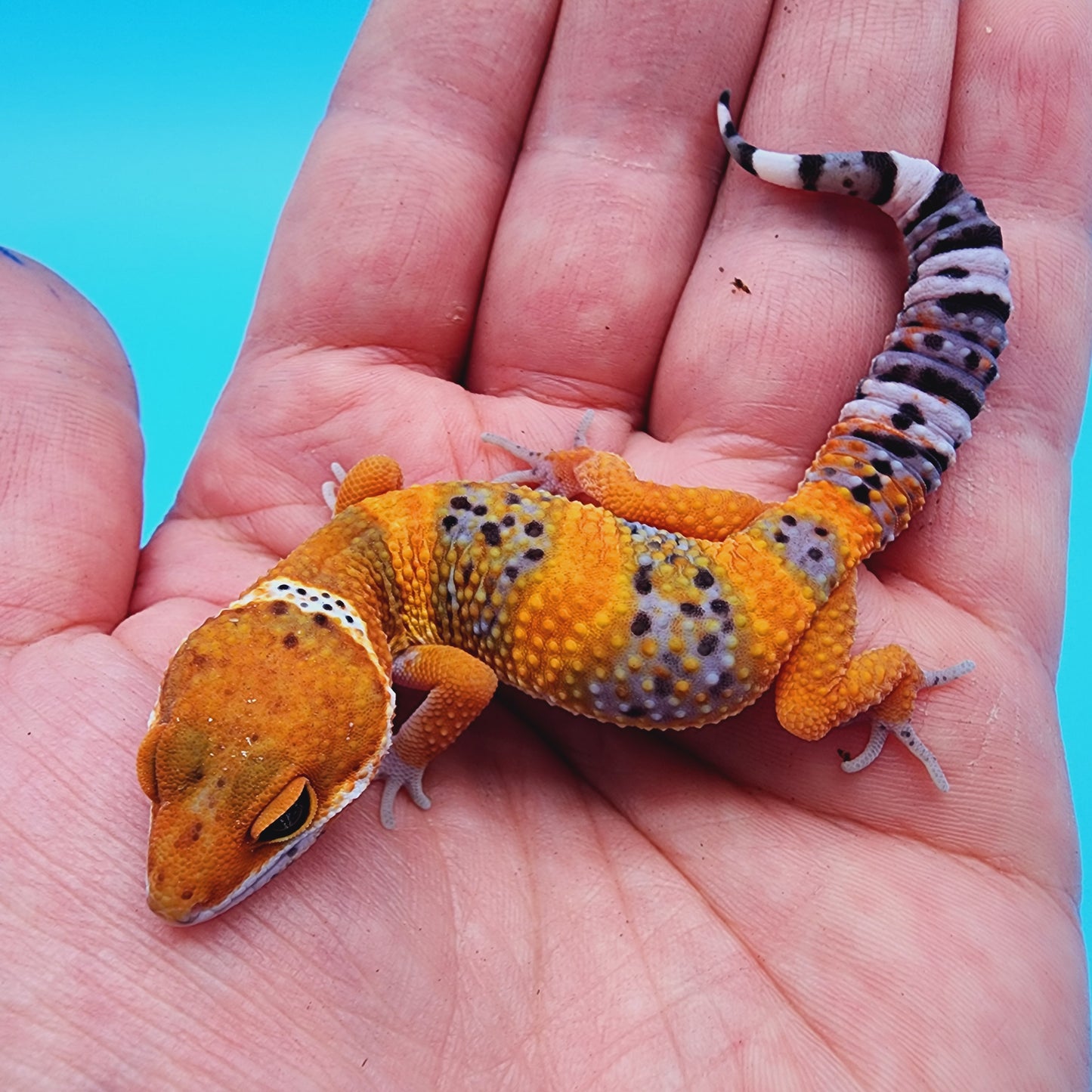 Unsexed Mandarin Inferno 100% Het Tremper Albino *MUCH nicer in person!*