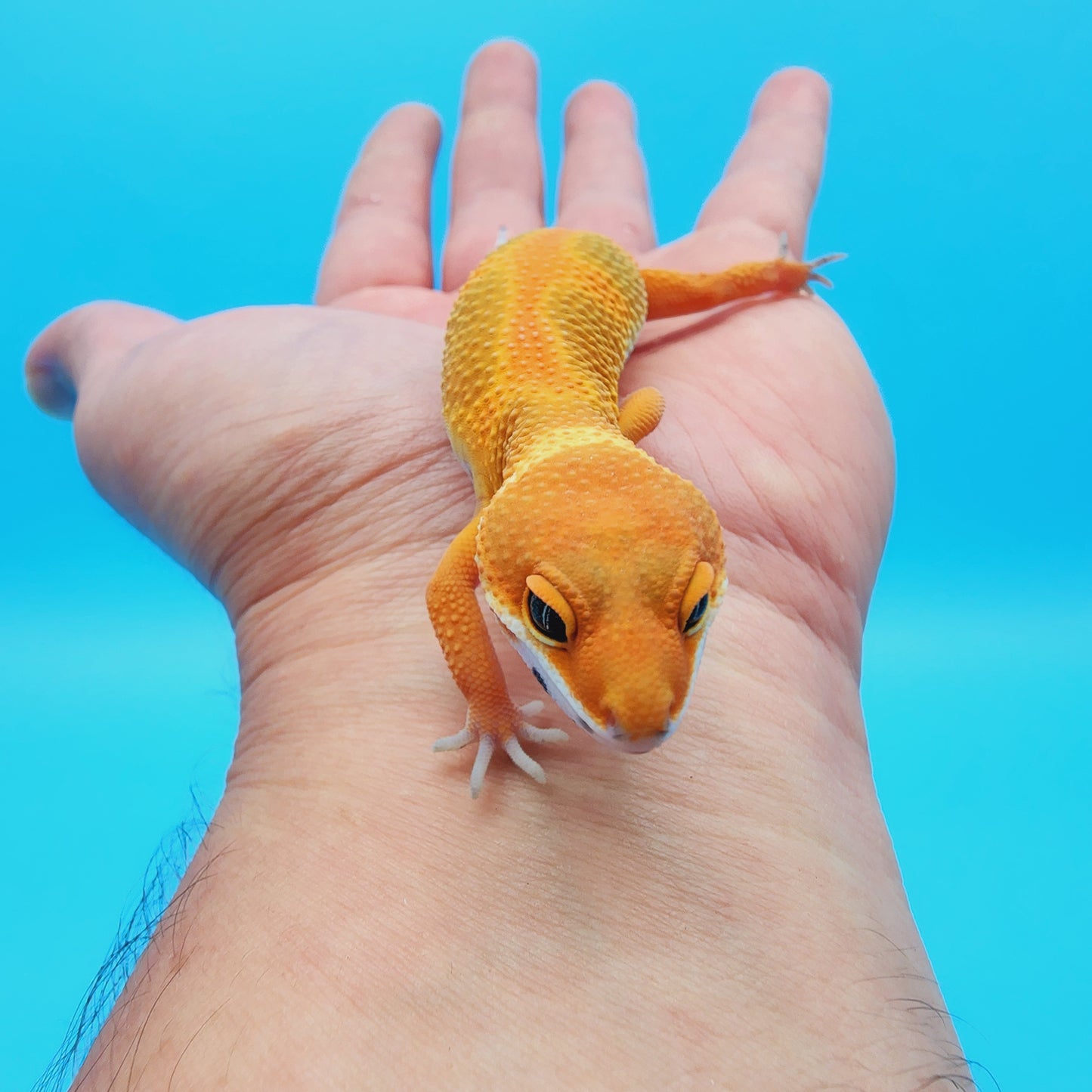 Unsexed Mandarin Inferno Hyper Xanthic Bold