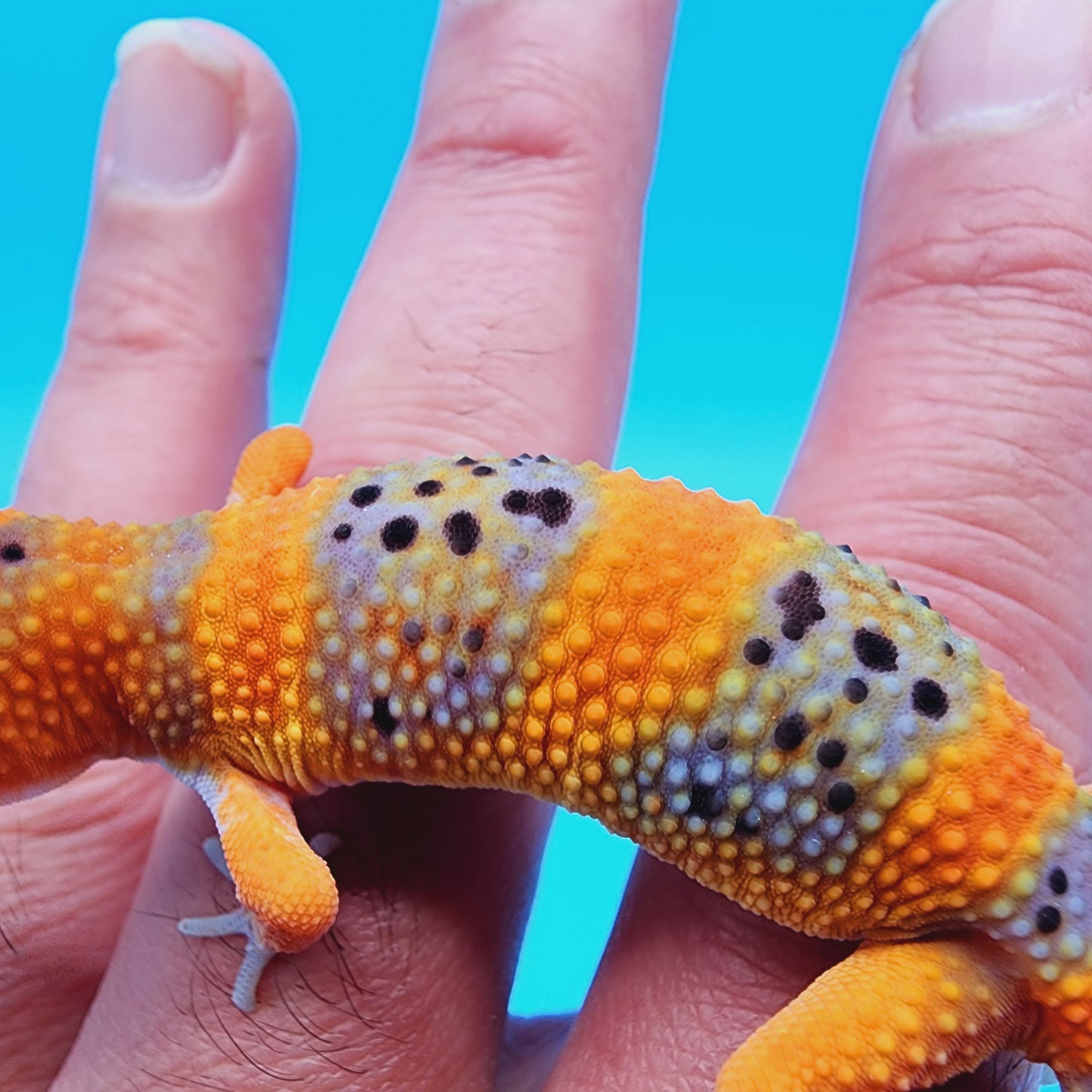 Unsexed Mandarin Inferno 100% Het Tremper Albino *MUCH nicer in person!*