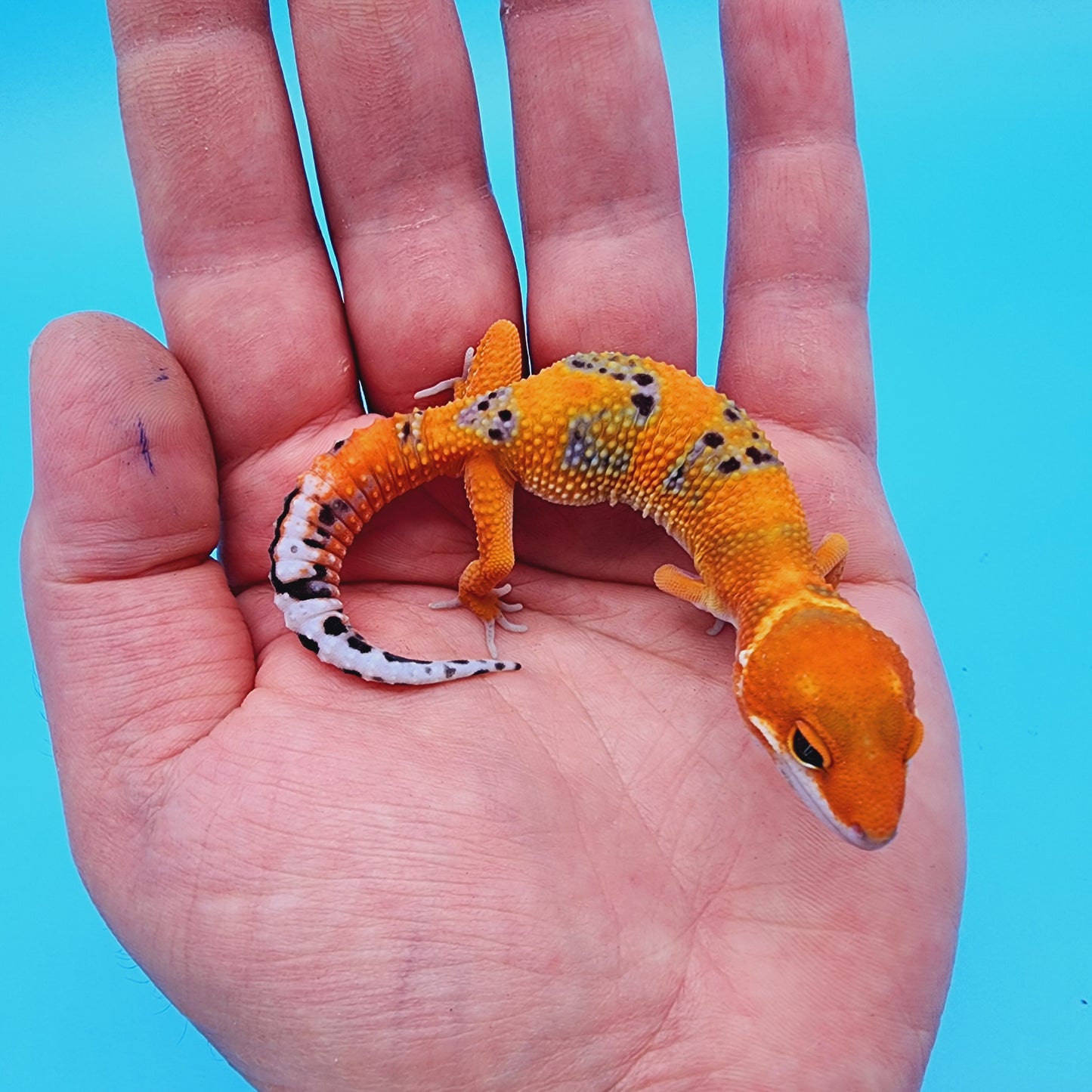 Unsexed Mandarin Inferno 100% Het Eclipse *MUCH nicer in person!*