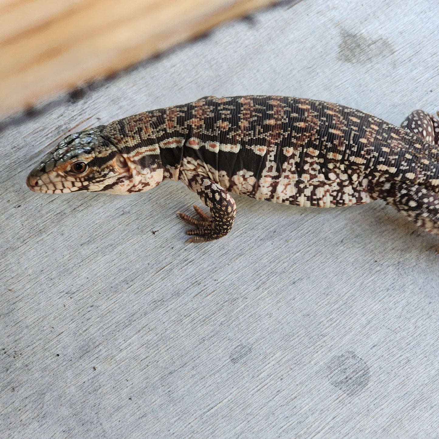 2023 Juvenile Unsexed High White Red Tegu