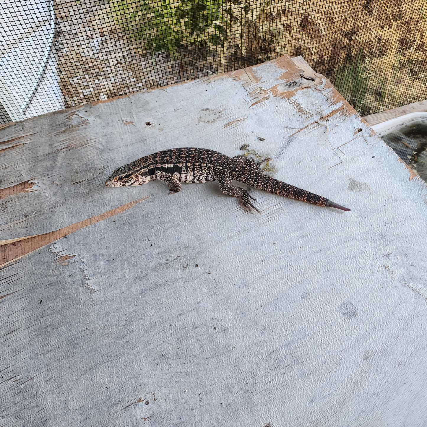 2023 Juvenile Unsexed High White Red Tegu