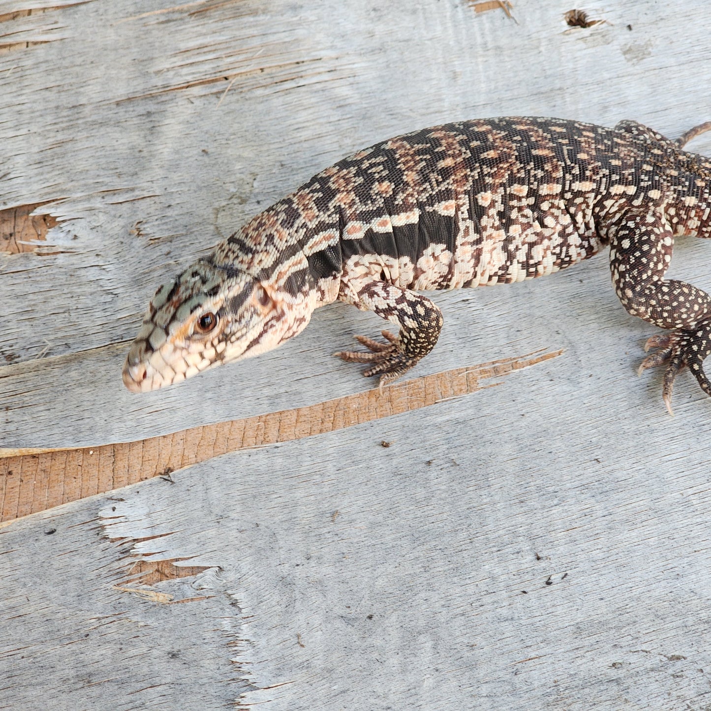 2023 Juvenile Unsexed High White Red Tegu