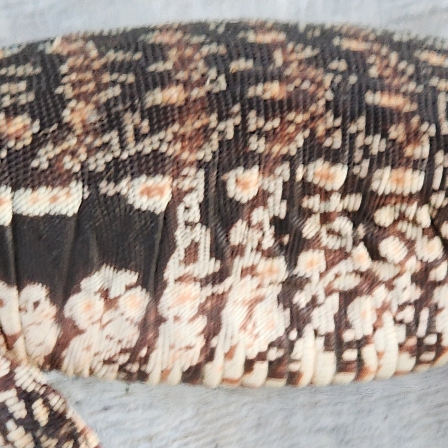 2023 Juvenile Unsexed High White Red Tegu