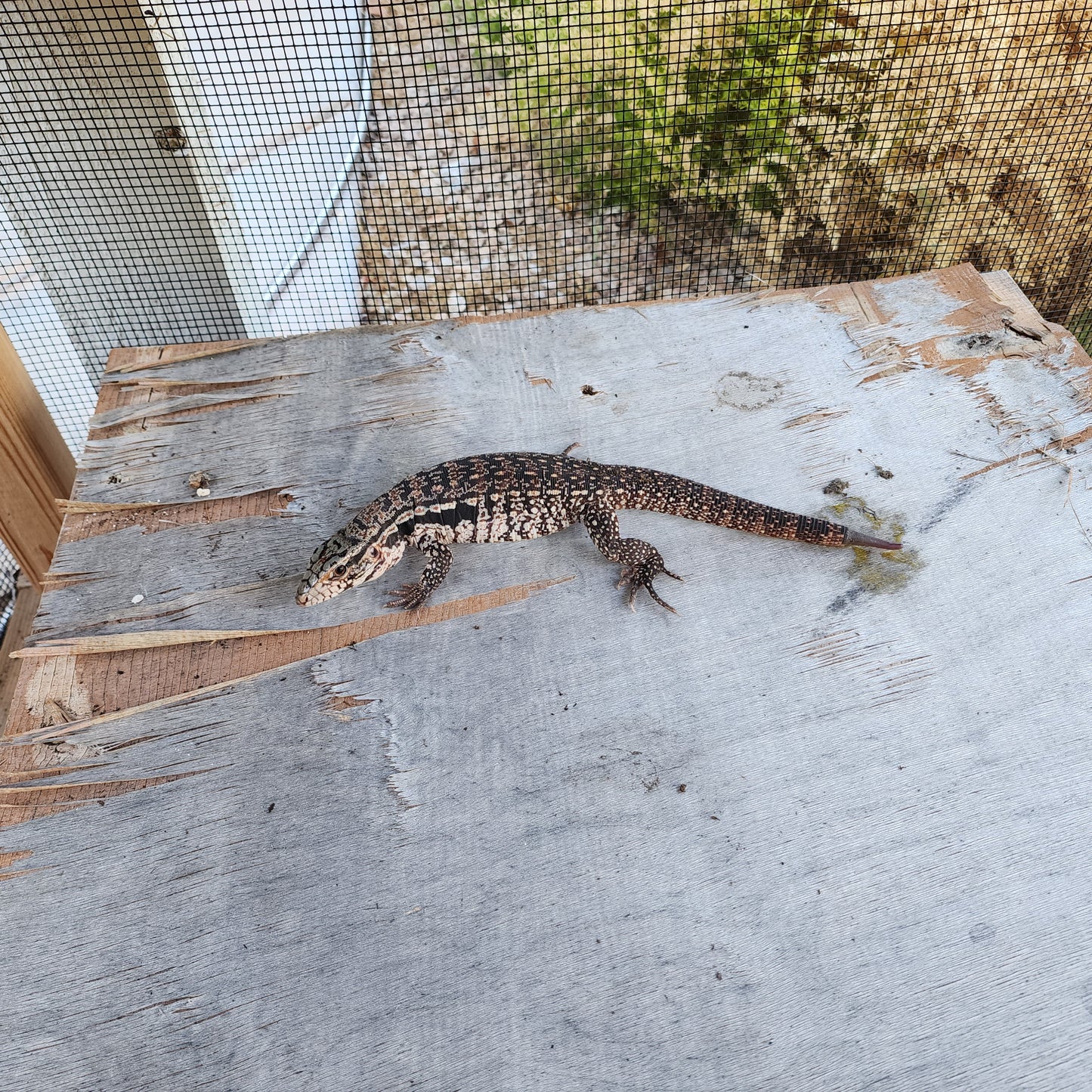 2023 Juvenile Unsexed High White Red Tegu