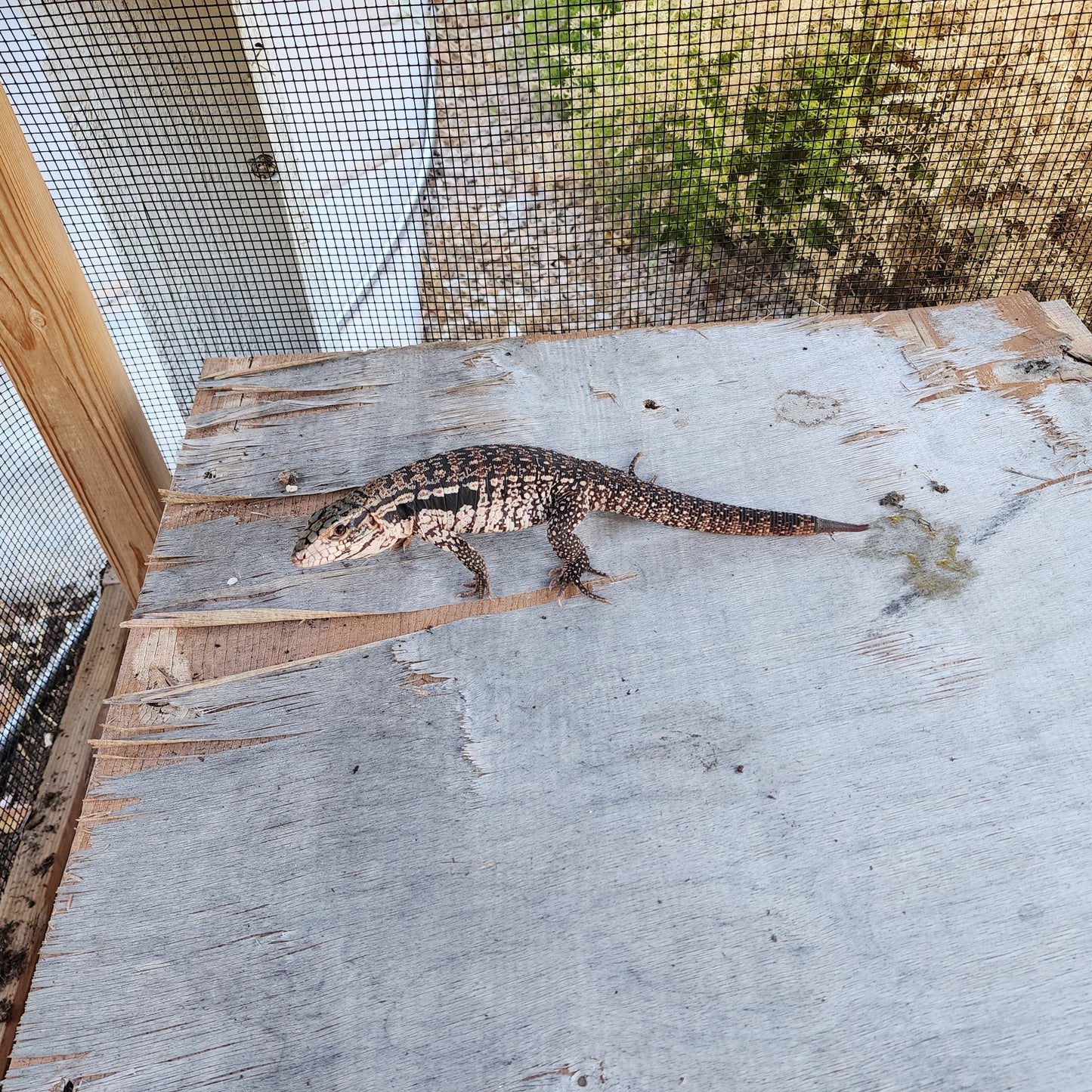 2023 Juvenile Unsexed High White Red Tegu