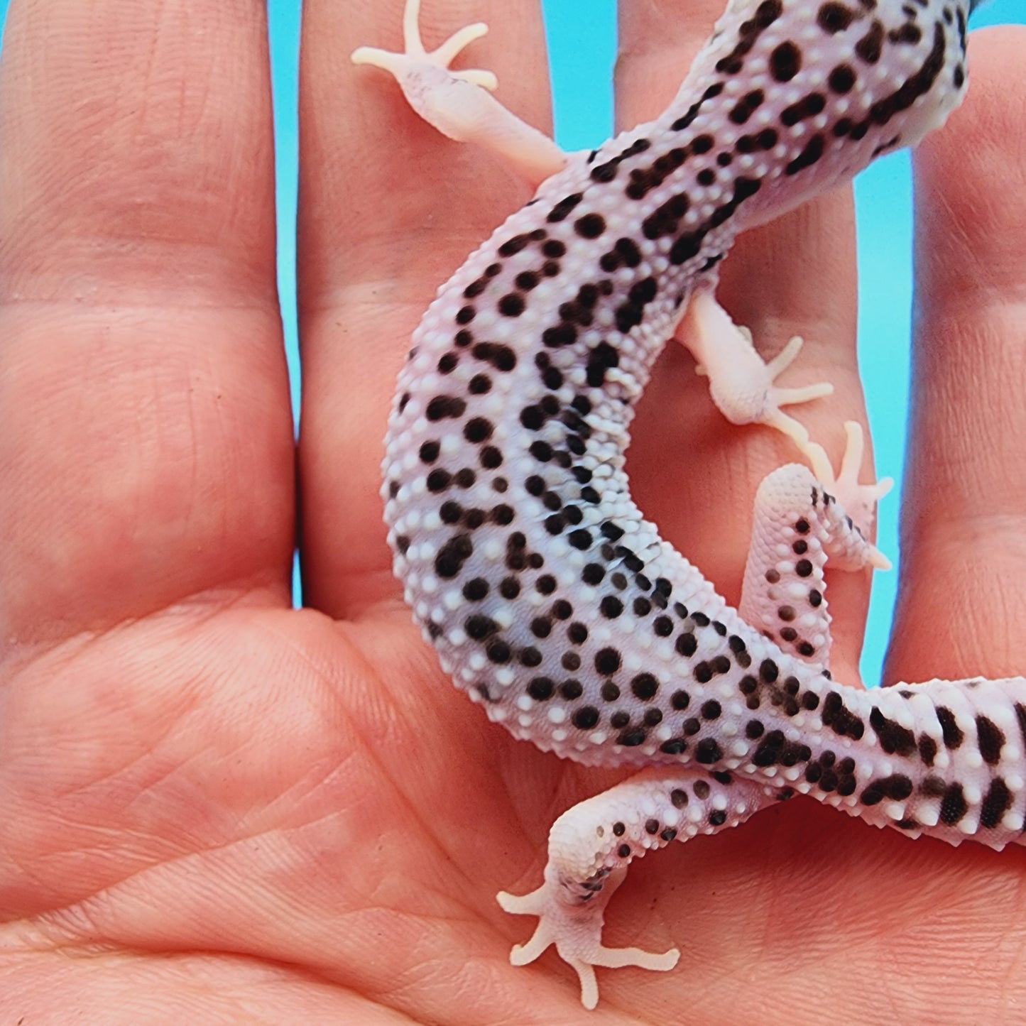 Unsexed Mr. FREEZE Super Snow