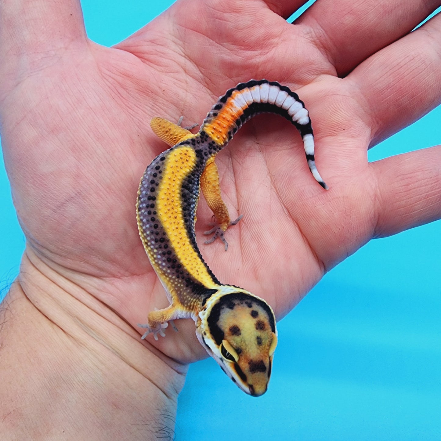 Unsexed Firebold TBS 100% het Tremper Albino Halloween Mask Bandit