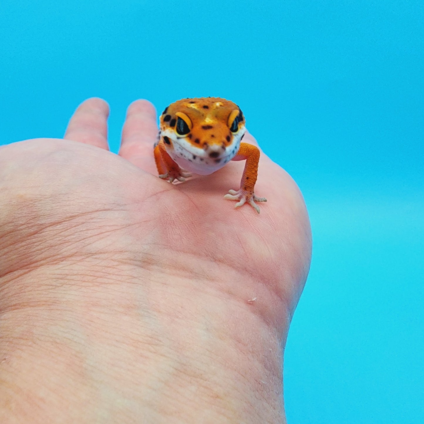 Unsexed Mandarin Bold Jungle