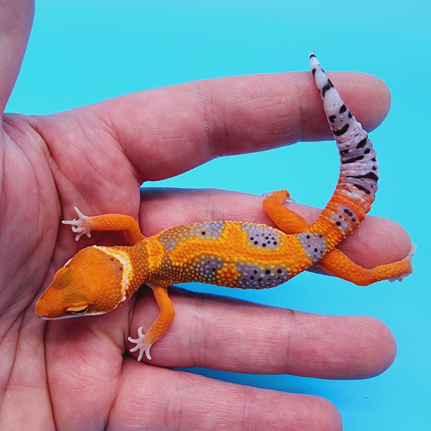 Unsexed Mandarin Bold Jungle Red Stripe