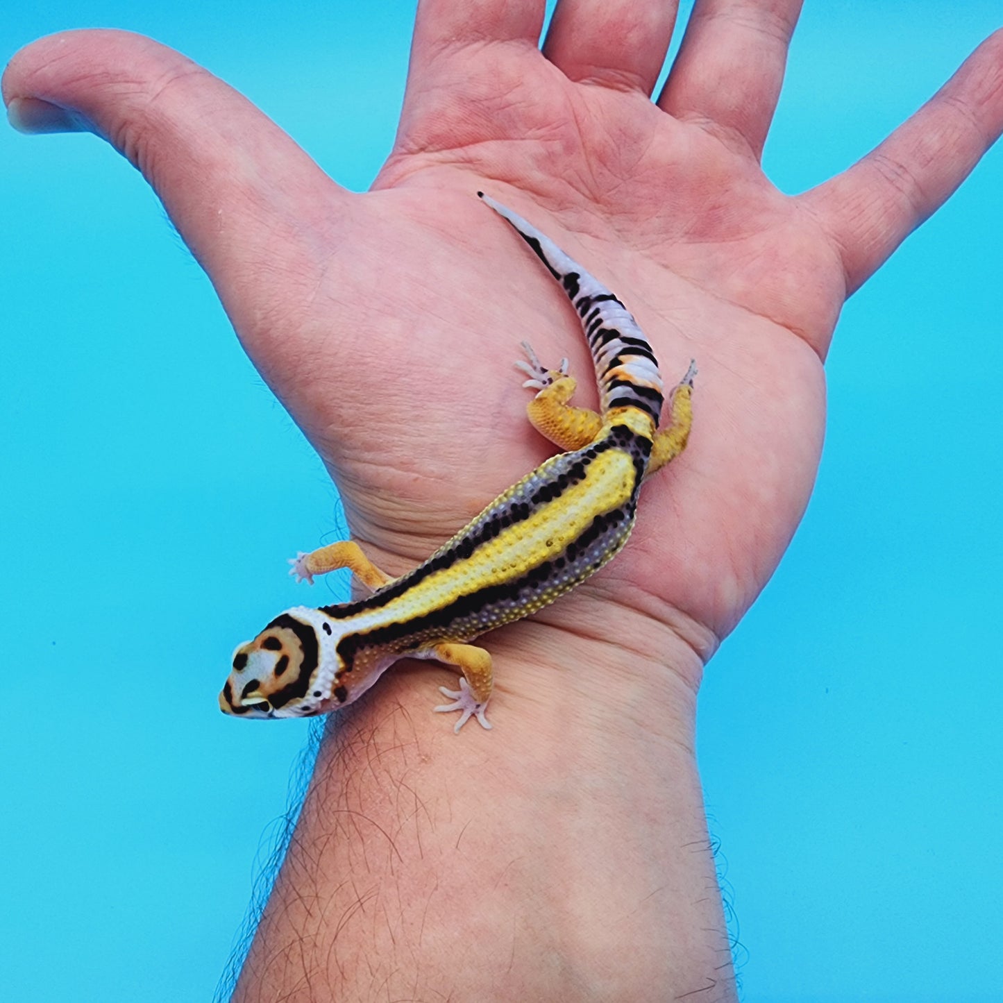 Unsexed TBS Fasciolatus Hyper Xanthic Possible White & Yellow Halloween Mask Bandit