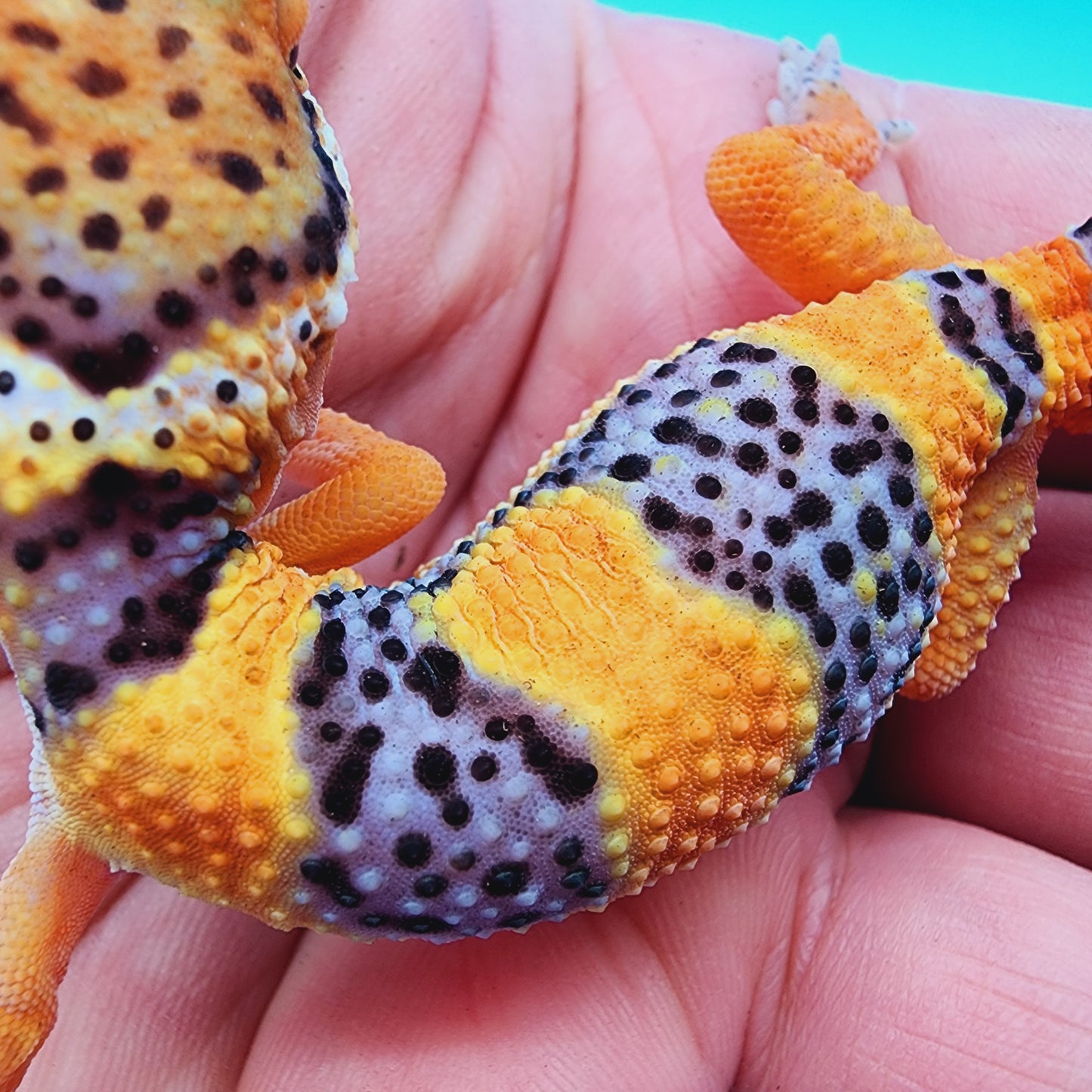 Holdback - Text to get on waitlist