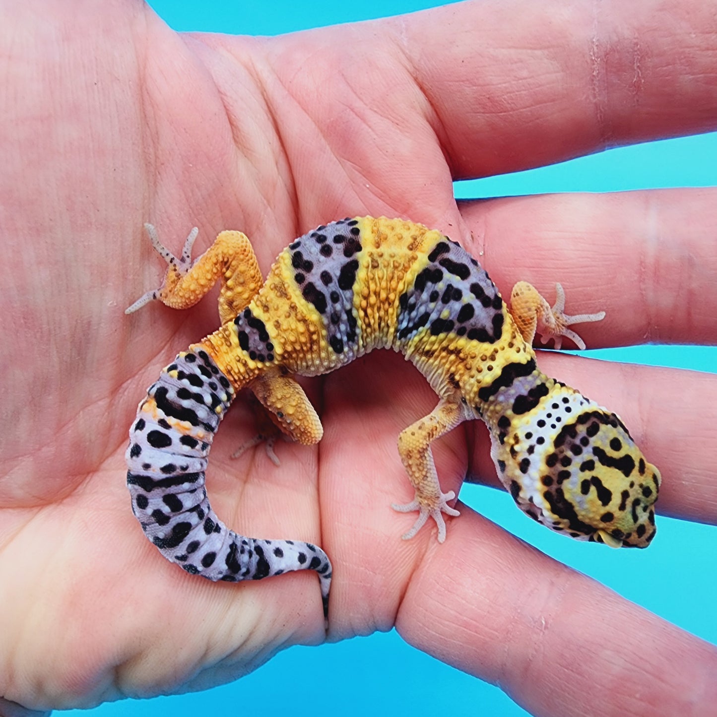 Fasciolatus Turcmenicus Hyper Xanthic Bold