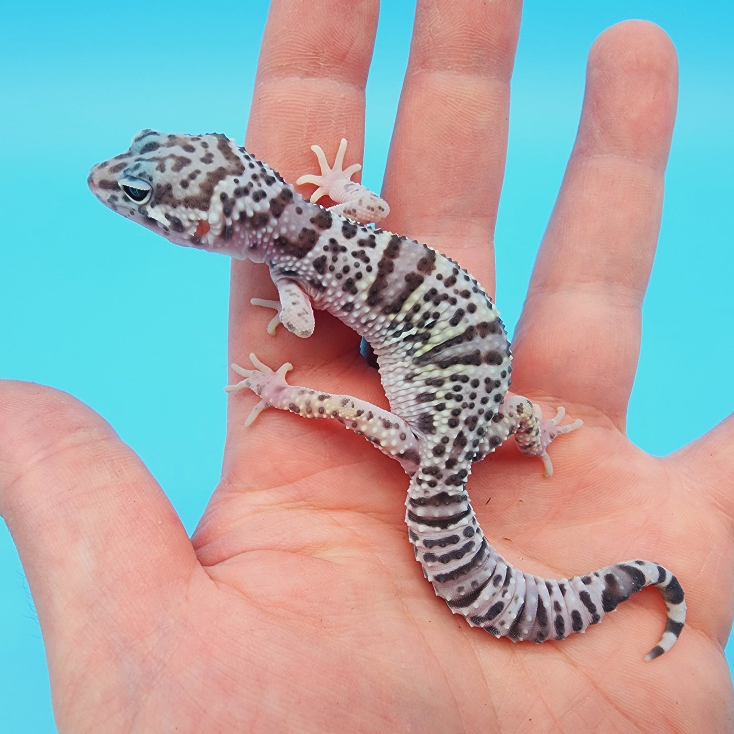 Mr. FREEZE Fasciolatus Turcmenicus Hyper Xanthic Bold Mack Snow