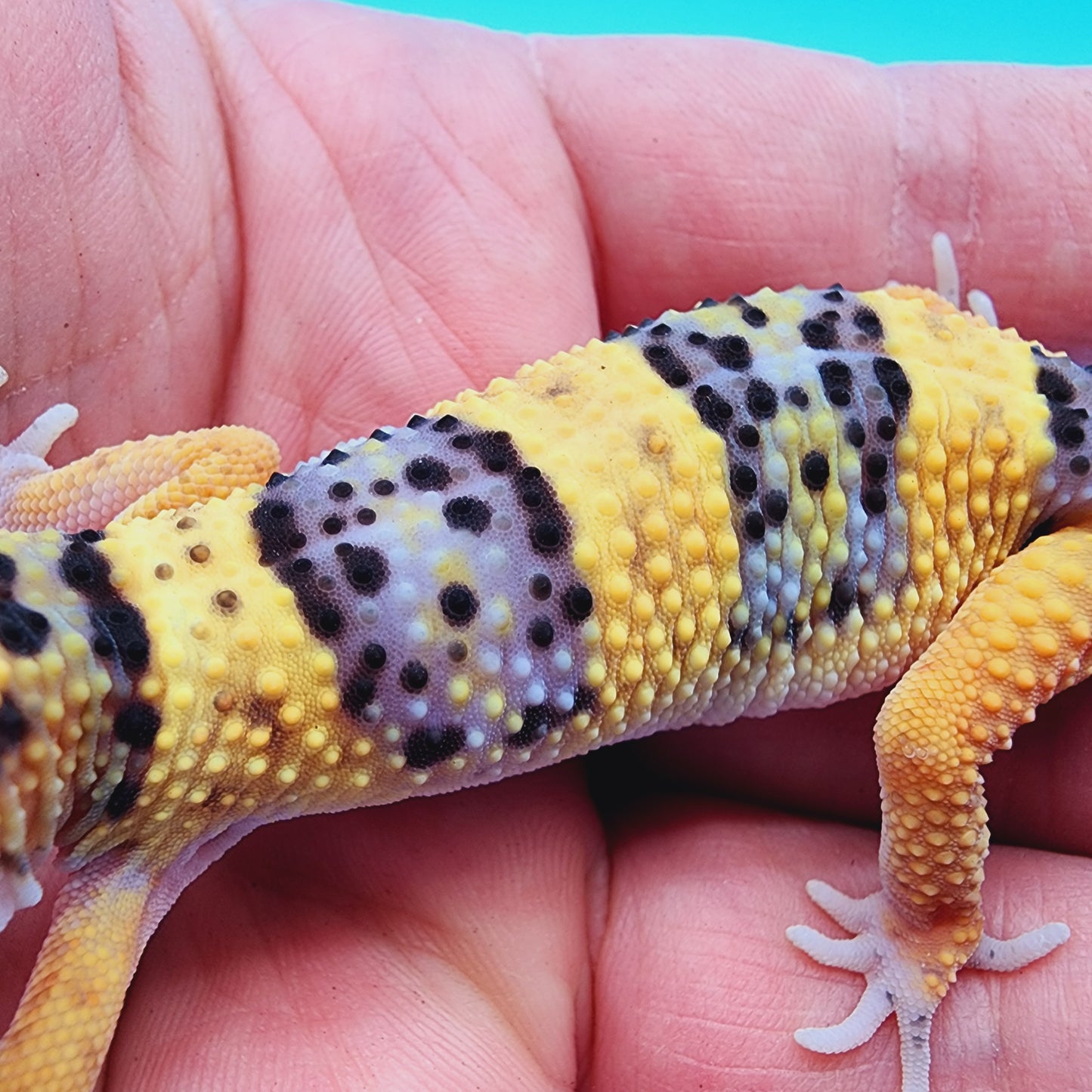 Mandarin Inferno Hyper Xanthic Bold Fasciolatus 100% Het Tremper (KOI Project)