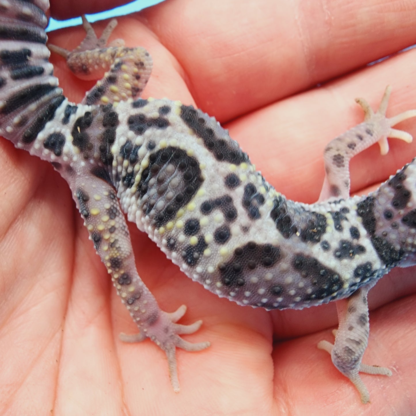 Female Fasciolatus Turcmenicus Mack Snow 100% Het Eclipse